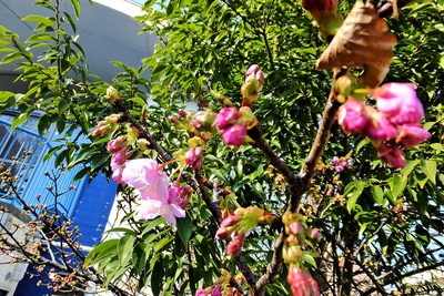土肥から河津へー