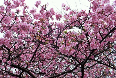 土肥　河津　牡丹　桜が見れる