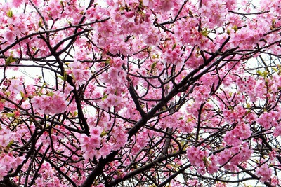 土肥　河津　牡丹　桜が見れる