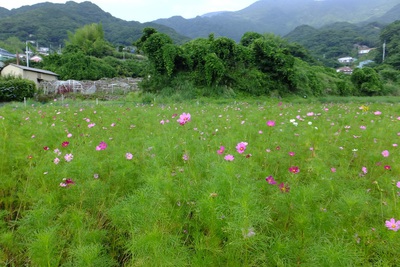 秋桜(・・?今は夏