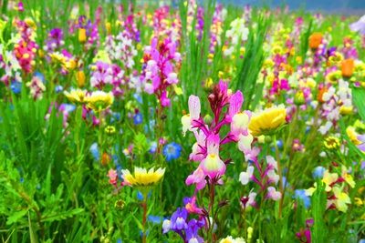 雨にはレインコート☆たんぼの花畑☆