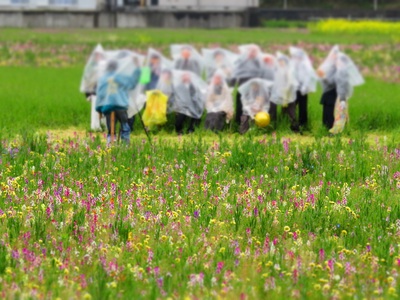 雨にはレインコート☆たんぼの花畑☆