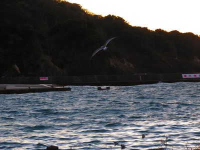 夕陽と遊ぶ　フェアリー
