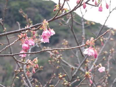 hope3と行く　☆土肥桜☆めぐり
