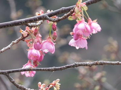 hope3と行く　☆土肥桜☆めぐり