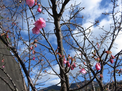 　桜　桜　桜ひらひらーー