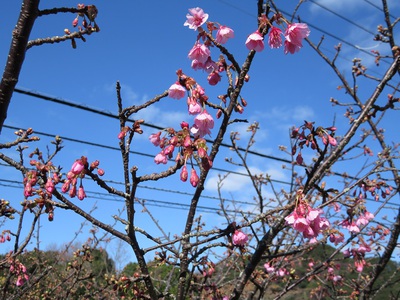 　桜　桜　桜ひらひらーー