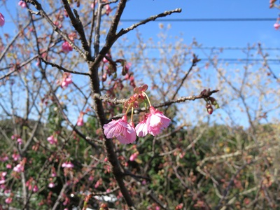 　桜　桜　桜ひらひらーー