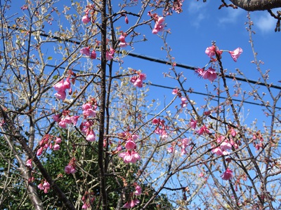 　桜　桜　桜ひらひらーー