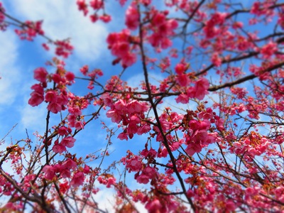 西伊豆　土肥桜　満開ですわよー　