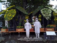 三島市；三島市楽寿園の菊祭りが始まりました。