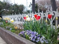 三島市：我が家の春の訪れ。春の花は華やかでいいですね。