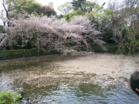 三嶋大社は、桜の絨毯です。