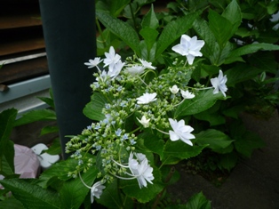 紫陽花。