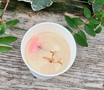 熱海桜。