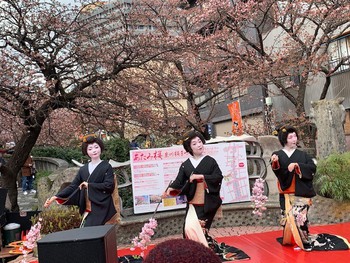熱海桜。
