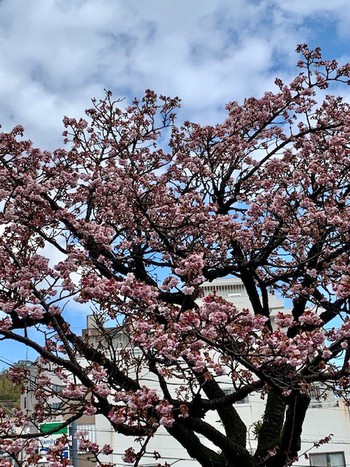 熱海桜。