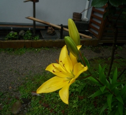 百合。