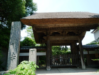 鎌倉の紫陽花