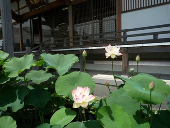 藍染めスカートと蓮の花