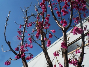 寒緋桜（緋寒桜）