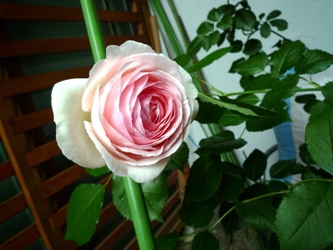 ピンクの薔薇も　咲きました～♪