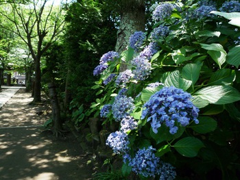 鎌倉の紫陽花