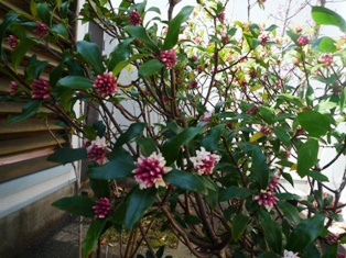 庭の沈丁花など。