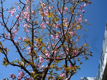 わが家の桜