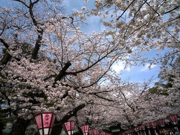 桜サクラ～❤