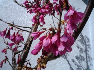 寒緋桜。