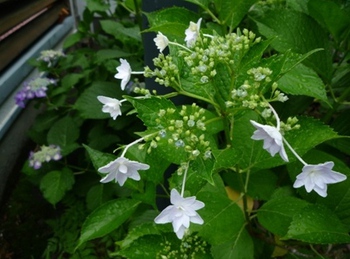 墨田の花火