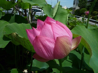 藍染めスカートと蓮の花