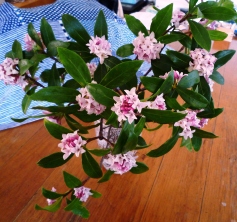 沈丁花など。。
