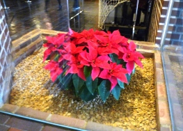 X’mas in 箱根