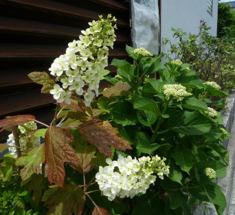 麻のフレンチＴブラウスと柏葉紫陽花