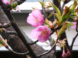 わが家の桜