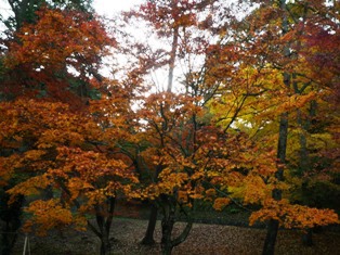 紅葉狩りなど。