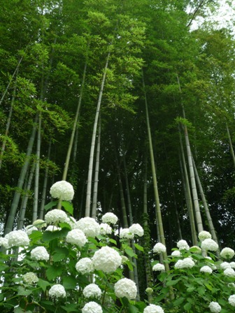 クレマチスの丘の紫陽花～ベルナール・ビュッフェ美術館