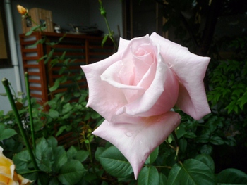 ピンクの薔薇も　咲きました～♪