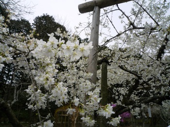 秩父宮記念公園の桜まつり