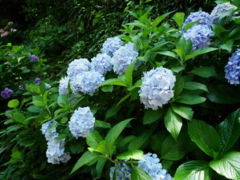鎌倉の紫陽花