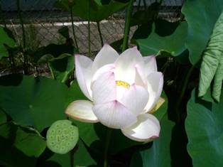 藍染めスカートと蓮の花