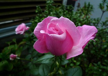 我が家のいつものバラ