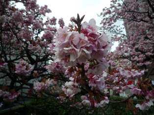 あたみ桜　2017