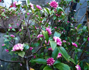 沈丁花など。
