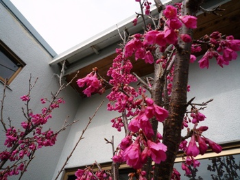 わが家の桜