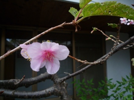 立冬。