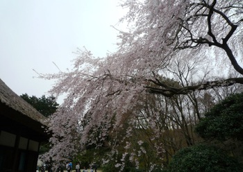 秩父宮記念公園の桜まつり