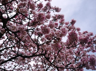 あたみ桜　2017